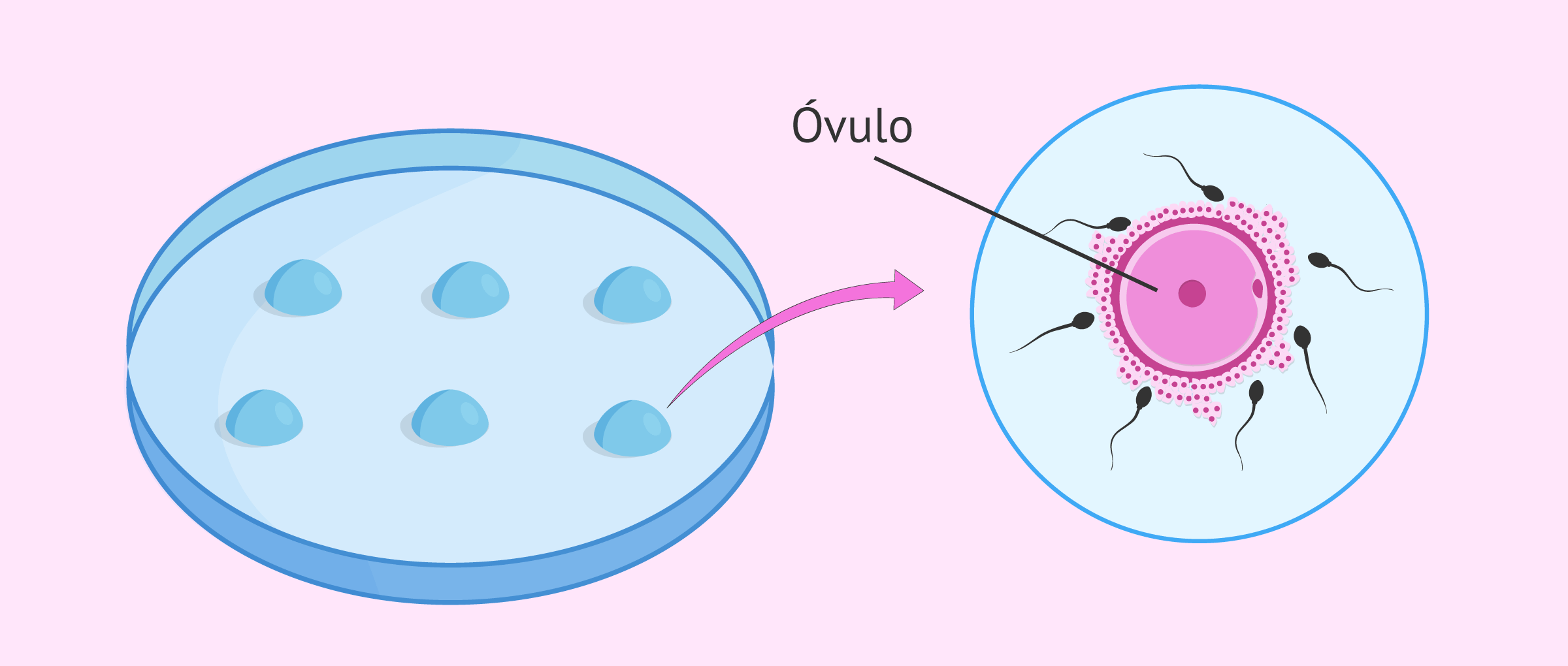 Resultado de imagen de fecundaciÃ³n in vitro